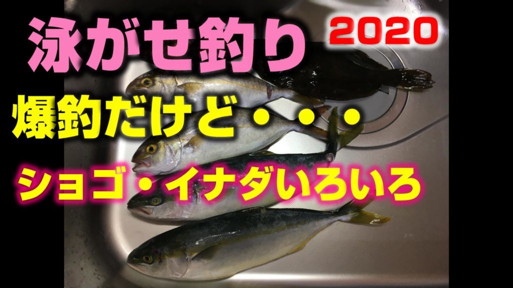 ルアーと泳がせ釣り 置き竿放置で簡単な釣り方で茨城県k港にて青物爆釣ショゴ イナダおまけにカレイ カサゴが釣れました