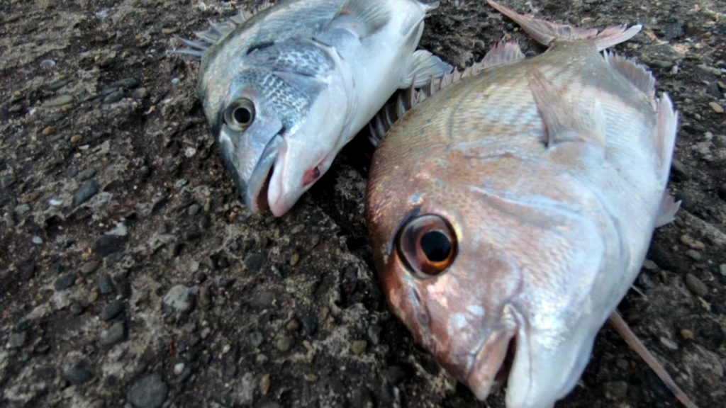 クロダイの釣り方 エサ取りが多いとき 流れが速いとき 対策例